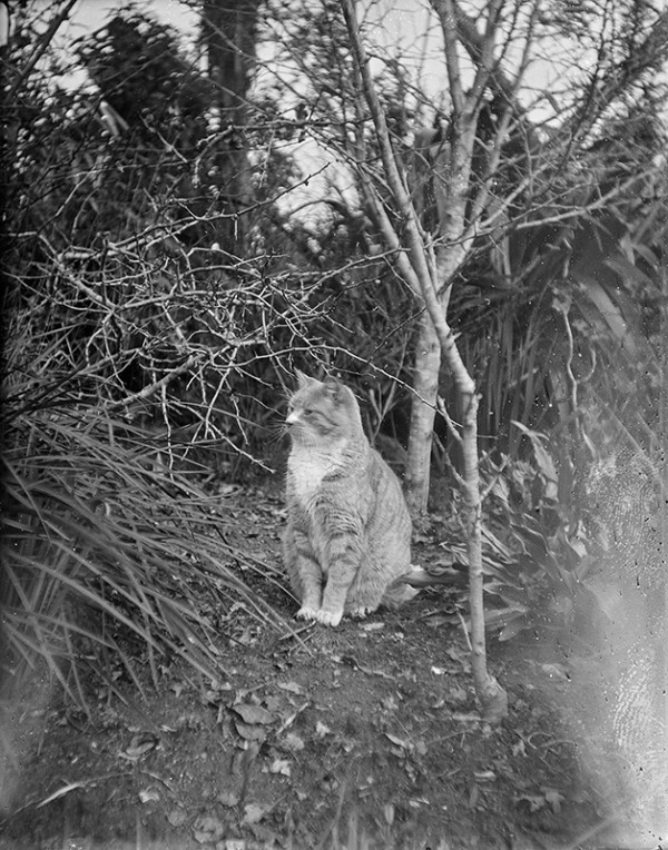 A black and white image of a cat sitting amongst trees in a garden