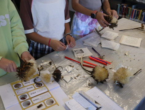 Tamariki at a table collecting seeds from seed pods
